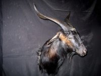 dickey goat 1
